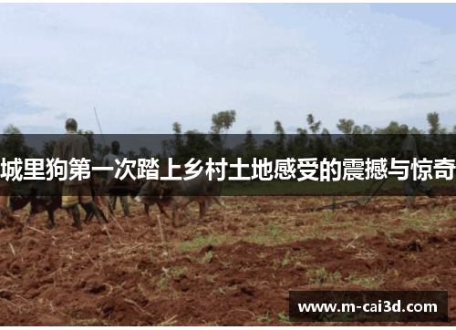 城里狗第一次踏上乡村土地感受的震撼与惊奇